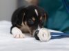 En España, el 50% de las mascotas caninas y felinas sufre alguna patología