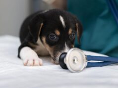 En España, el 50% de las mascotas caninas y felinas sufre alguna patología