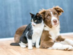 Así es la ley veterinaria 2025 en Xinzo de Limia que dificulta el uso de antibióticos en mascotas y pone en peligro sus vidas