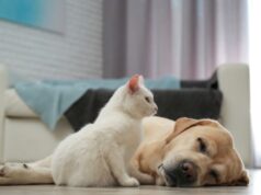 Trastornos digestivos afectan a gran parte de los perros y gatos en España