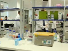 Un tratamiento experimental consigue multiplicar por cinco los ovocitos en ratones con insuficiencia ovárica prematura