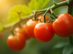 El etiquetado de tomates cherry marroquíes cumple la ley europea según expertos