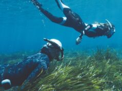 Bluewave Alliance impulsa la plantación de posidonia junto a la Asociación Vellmarí en el Mediterráneo