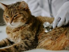 Atención veterinaria: Descubre la Clínica Veterinaria Valenvet, tu clínica veterinaria en A Valenza y alrededores