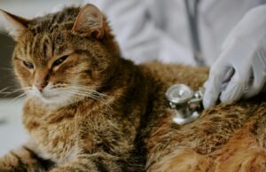 Atención veterinaria: Descubre la Clínica Veterinaria Valenvet, tu clínica veterinaria en A Valenza y alrededores