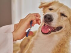 La Clínica Veterinaria Natureza comparte consejos de expertos sobre los cuidados del pelaje según la raza en su peluquería canina en Ourense