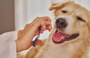 La Clínica Veterinaria Natureza comparte consejos de expertos sobre los cuidados del pelaje según la raza en su peluquería canina en Ourense
