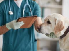 Vacunación de perros en Celanova: guía y consejos de la Clínica Veterinaria Celavet