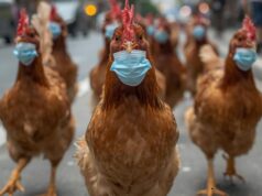 Gripe aviar en Xinzo de Limia: todo sobre la enfermedad y la subida del pollo y los huevos en la localidad