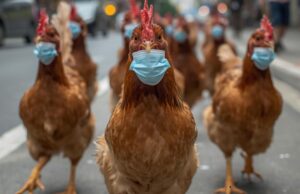 Gripe aviar en Xinzo de Limia: todo sobre la enfermedad y la subida del pollo y los huevos en la localidad