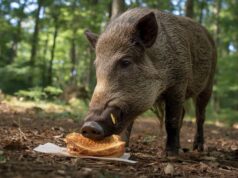 España registra casos aislados de gripe porcina y un brote de peste porcina africana