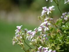 Cuándo y cómo podar correctamente: la experiencia de Xursan en el mantenimiento de jardines en Ourense