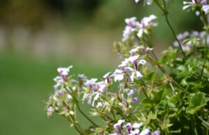 Cuándo y cómo podar correctamente: la experiencia de Xursan en el mantenimiento de jardines en Ourense