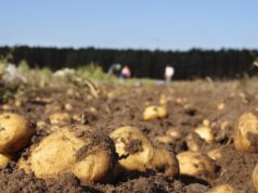 La patata manda en A Limia: así un solo cultivo sostiene el 20% de toda su economía