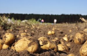 La patata manda en A Limia: así un solo cultivo sostiene el 20% de toda su economía