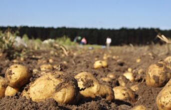 La patata manda en A Limia: así un solo cultivo sostiene el 20% de toda su economía