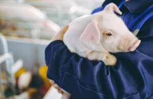 Adespofa y TÜV SÜD garantizan el cumplimiento ambiental en granjas de Murcia