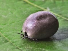 “J….. si parecen tomates”: los vecinos de la provincia de Ourense ya notan el crecimiento de garrapatas