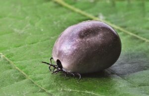 “J….. si parecen tomates”: los vecinos de la provincia de Ourense ya notan el crecimiento de garrapatas