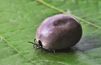 “J….. si parecen tomates”: los vecinos de la provincia de Ourense ya notan el crecimiento de garrapatas