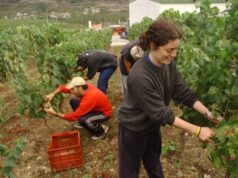 Alerta en los viñedos de Ourense: la plaga que amenaza la vid se extiende y dispara las medidas de control