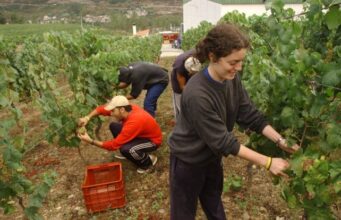 Alerta en los viñedos de Ourense: la plaga que amenaza la vid se extiende y dispara las medidas de control