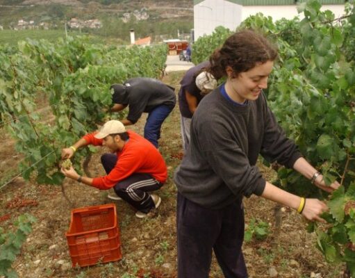 Alerta en los viñedos de Ourense: la plaga que amenaza la vid se extiende y dispara las medidas de control