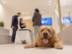 La Generación Z lidera la demanda de servicios para despedir a las mascotas