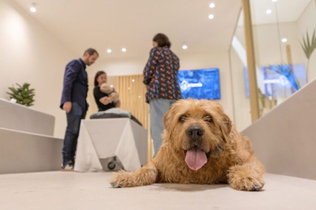 espacios-para-despedirse-de-las-mascotas-1x1.jpg