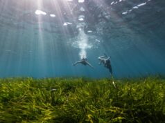 Bluewave Alliance y Asociación Vellmarí recuperan el Mediterráneo con 100.000 haces de posidonia